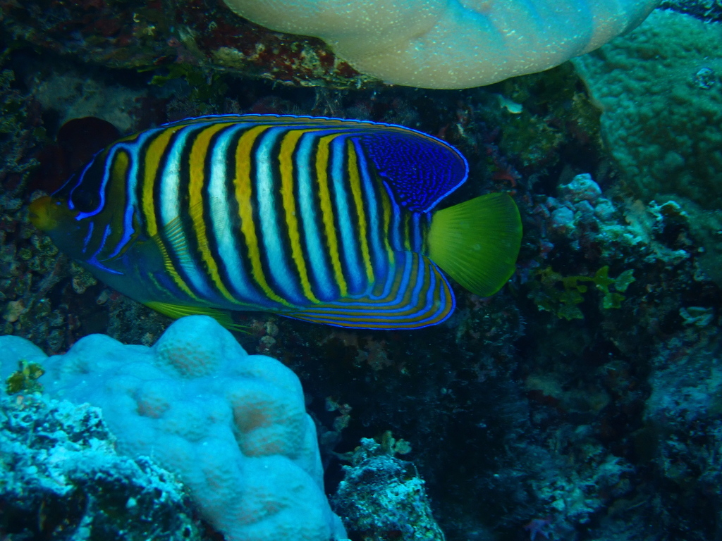 Regal angelfish