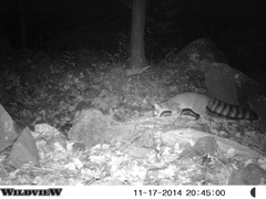 Bassariscus astutus flavus