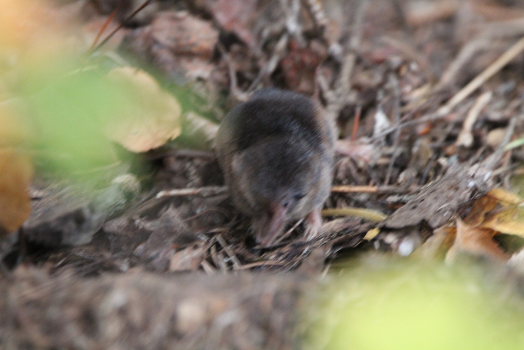 Sorex arcticus laricorum