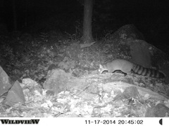 Bassariscus astutus flavus