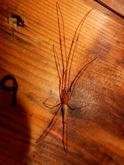Tetragnatha elongata
