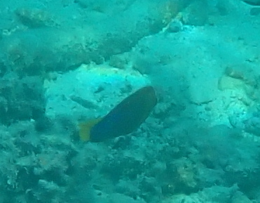 African Clown Wrasse