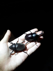 Trypoxylus dichotomus