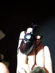 Trypoxylus dichotomus