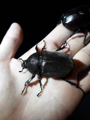 Trypoxylus dichotomus