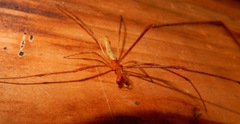 Tetragnatha elongata