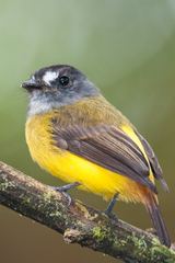 Myiotriccus ornatus