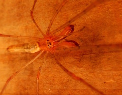 Tetragnatha elongata