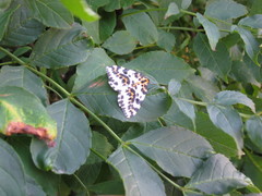 Abraxas grossulariata