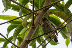 Ixothraupis rufigula