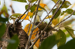 Chlorothraupis stolzmanni