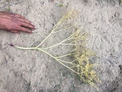 Lomatium dissectum dissectum
