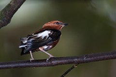 Machaeropterus deliciosus