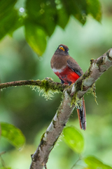 Trogon collaris