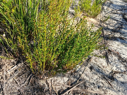 Amperea ericoides observed 2024-10-01