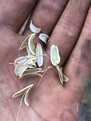 Lomatium dissectum dissectum