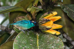 Chalcothraupis ruficervix