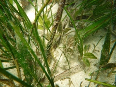 Halophila engelmannii