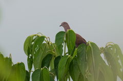 Patagioenas subvinacea