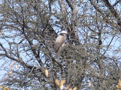 Eurocephalus anguitimens