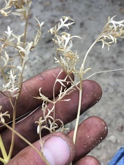 Lomatium dissectum dissectum