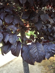 Prunus cerasifera pissardii