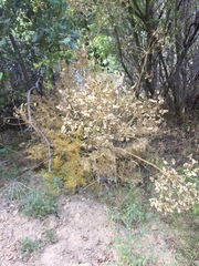 Lomatium dissectum dissectum