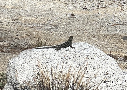 iNaturalist observation photo of Spiny Lizards