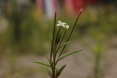Epilobium pseudorubescens