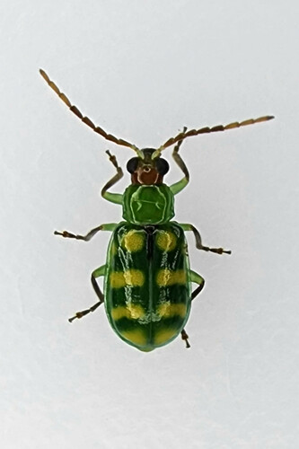 Banded Cucumber Beetle photo 3