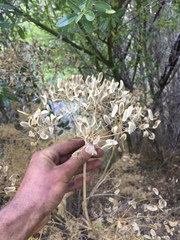Lomatium dissectum dissectum