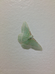 Dichorda illustraria