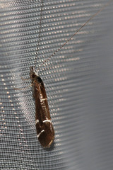 Athripsodes albifrons