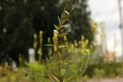 Epilobium pseudorubescens