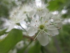 Crataegus marshallii