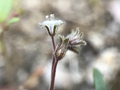Phacelia eisenii