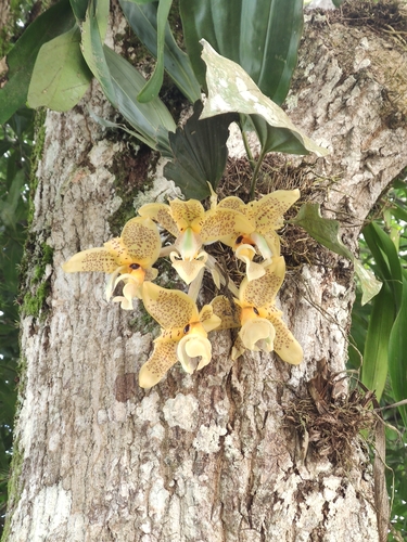 Foto de Orquídea Stanhopea