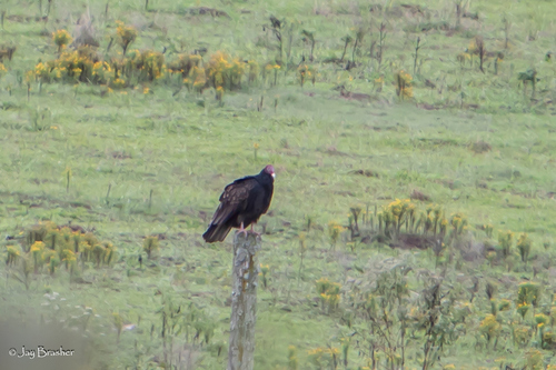 Turkey Vulture photographed in Tennessee