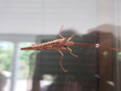 Nemotaulius hostilis