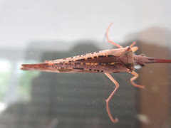 Nemotaulius hostilis