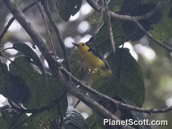 Goldenface (Pachycare flavogriseum), photo 3