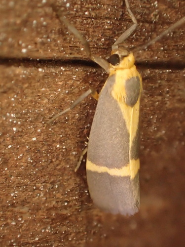Thin-banded Lichen Moth photo 6