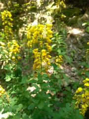 Cytisus nigricans