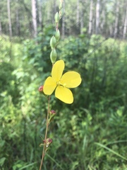 Ludwigia virgata