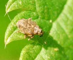 Parethelcus pollinarius
