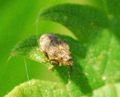 Parethelcus pollinarius