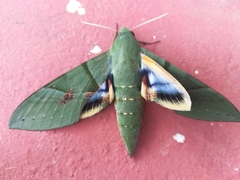 Eumorpha labruscae labruscae