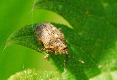 Parethelcus pollinarius