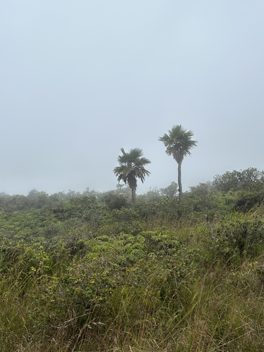 Pritchardia lanigera observed 2024-09-30