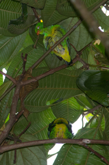 Chlorophonia flavirostris